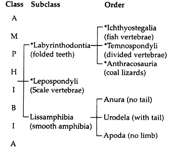 What is the classification of Amphibia?