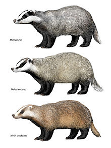 What is the classification of badgers?