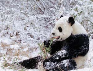 What is the climate of a pandas habitat?