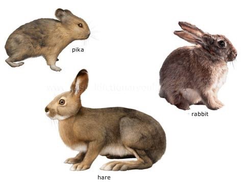 What is the closest relative to a rabbit?