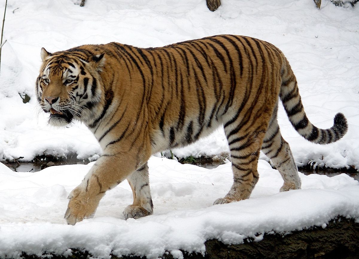 What is the closest relative to the Siberian tiger?
