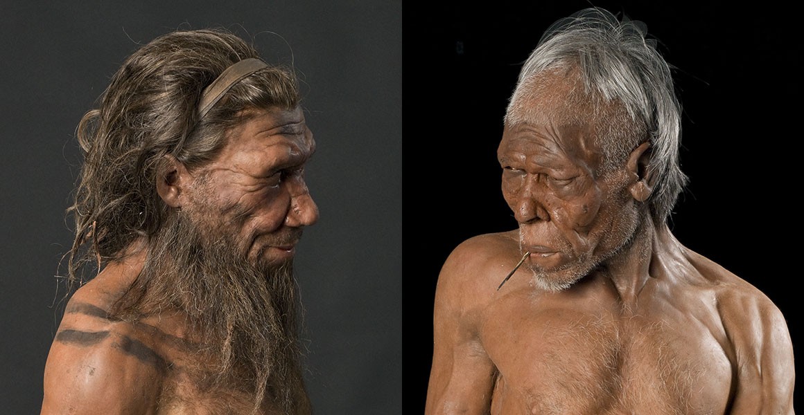 What is the closest species of human to modern humans?