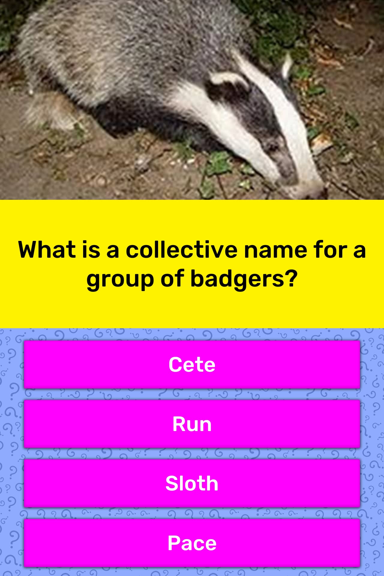 What is the collective name for a group of badgers?