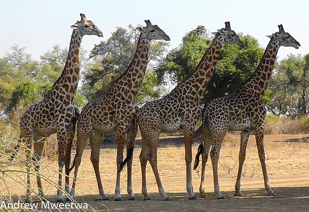 What is the collective name for giraffes?