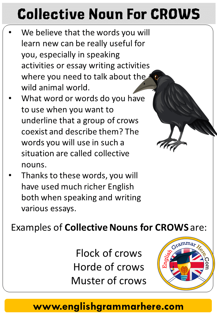 What is the collective noun for salamanders and crows?