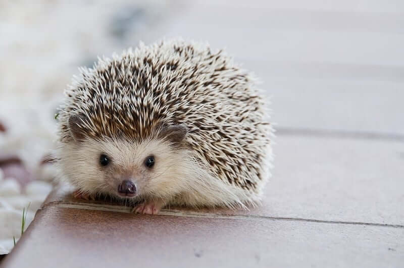 What is the color of a hedgehog?