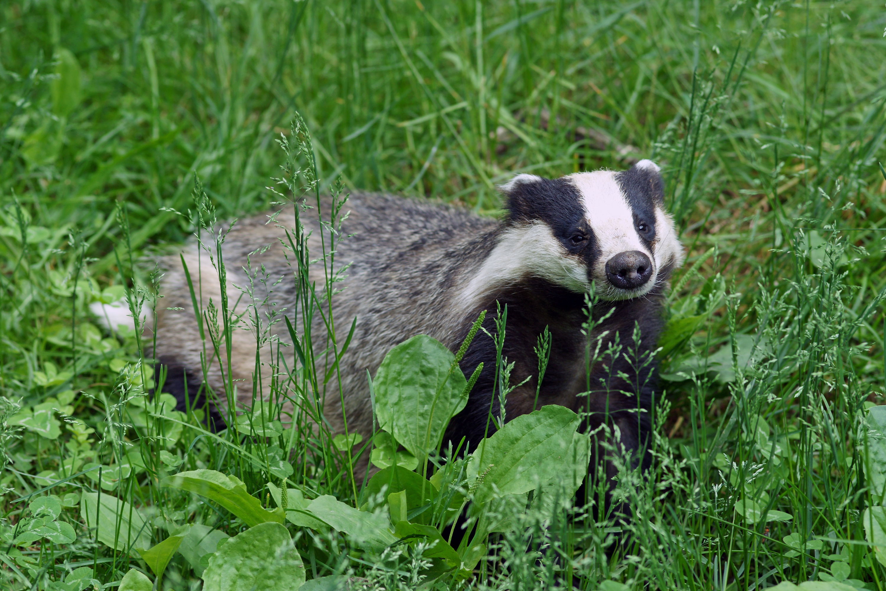 What is the common name for a badger?