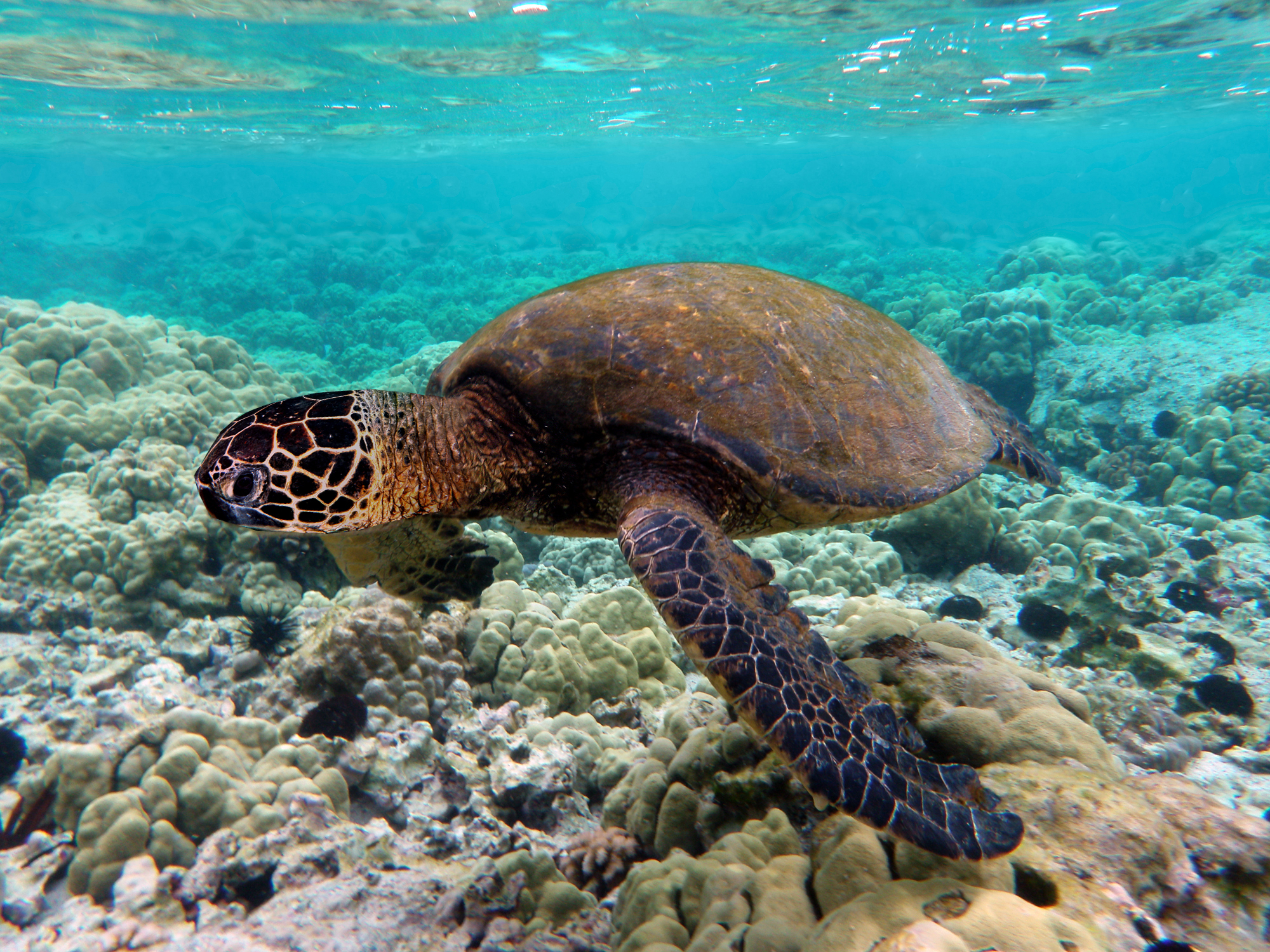 What is the common name for a green sea turtle?