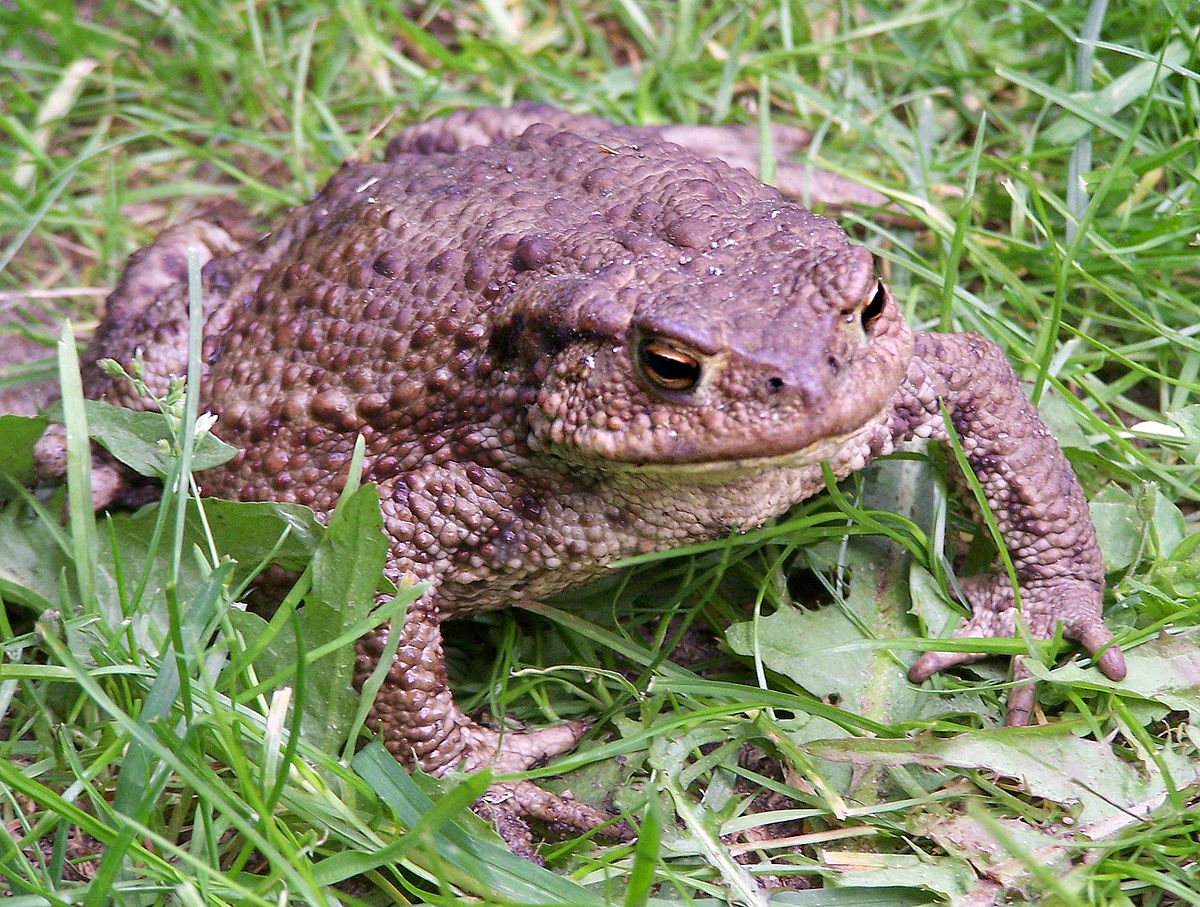 What is the common name for a toad?