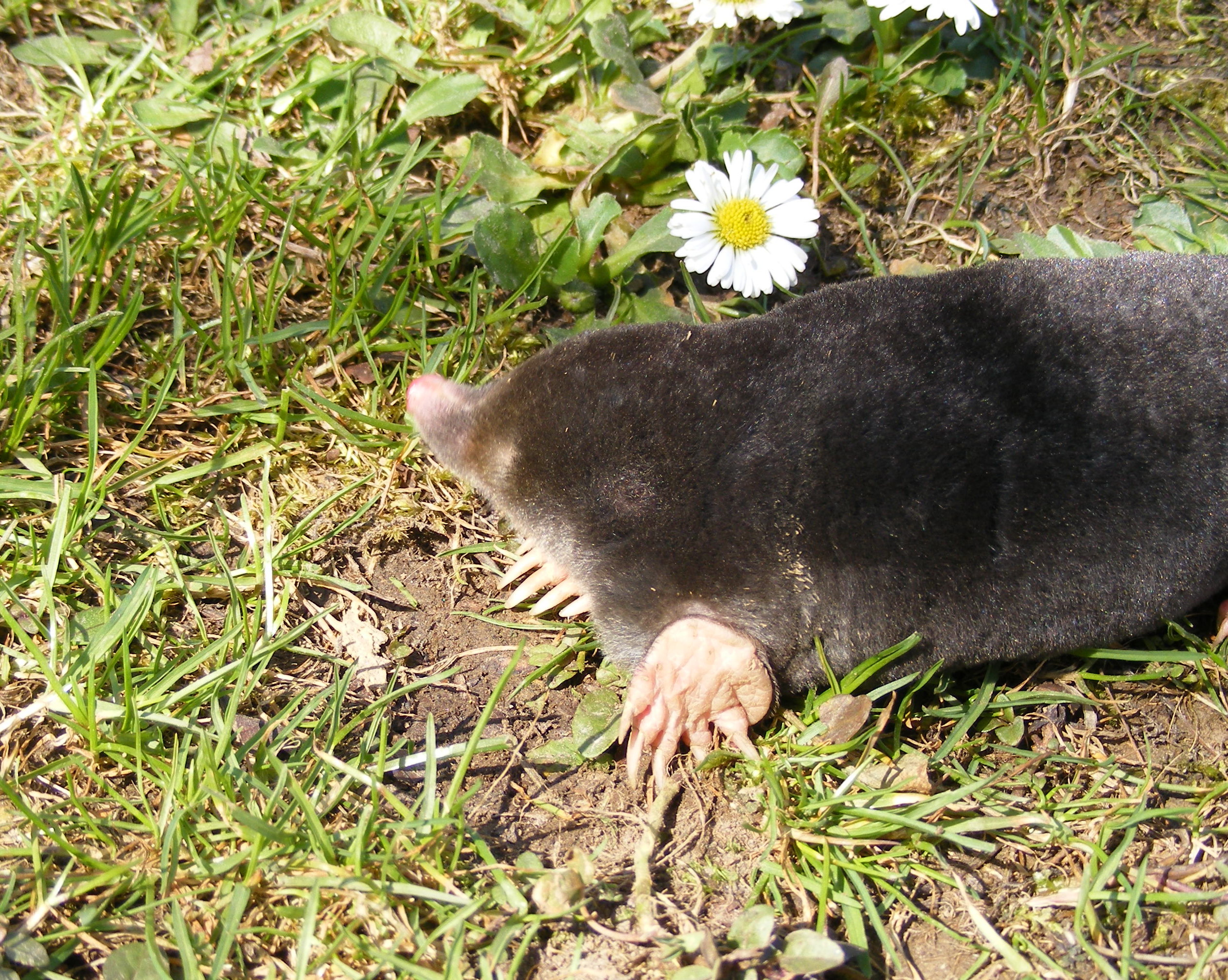 What is the common name for the mole?