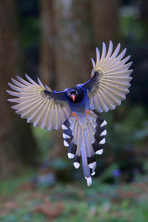 What is the coolest bird ever?