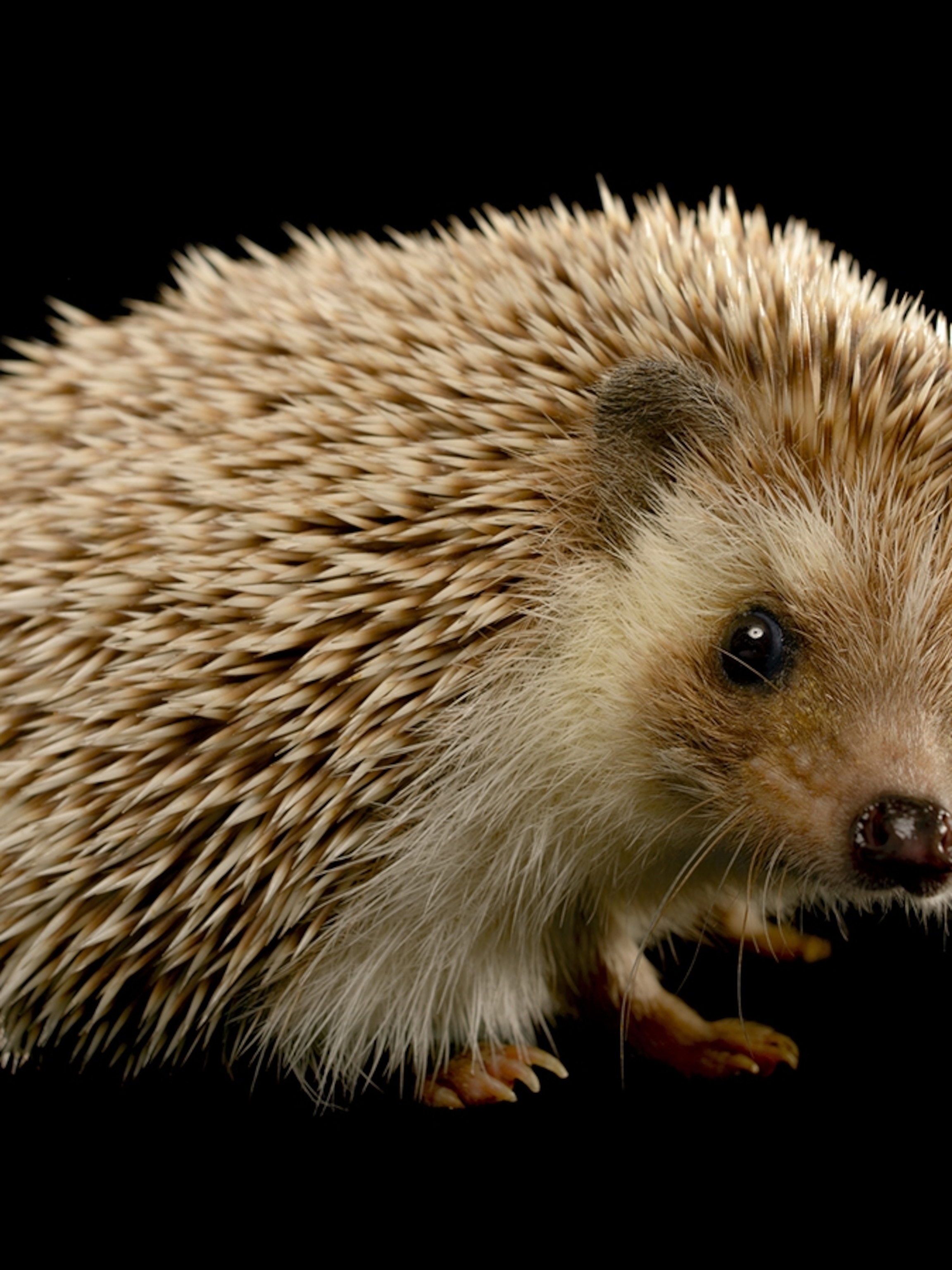What is the definition of Hedgehog for kids?