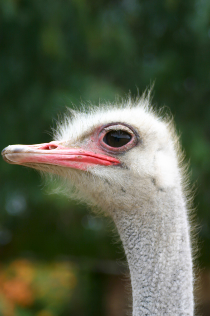 What is the diameter of ostrich's eye?