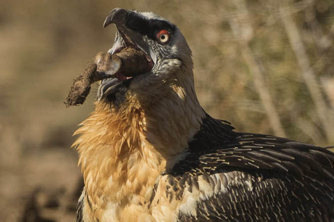 What is the Diet of a bearded vulture?