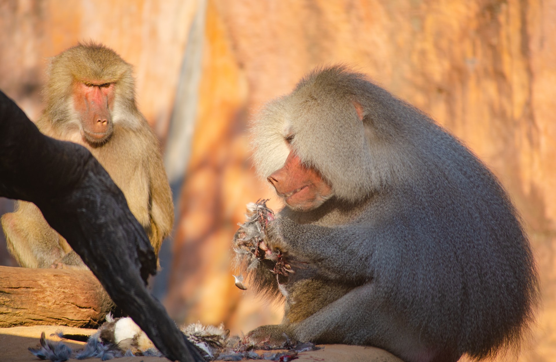 What is the difference between a baboon and shrimp?