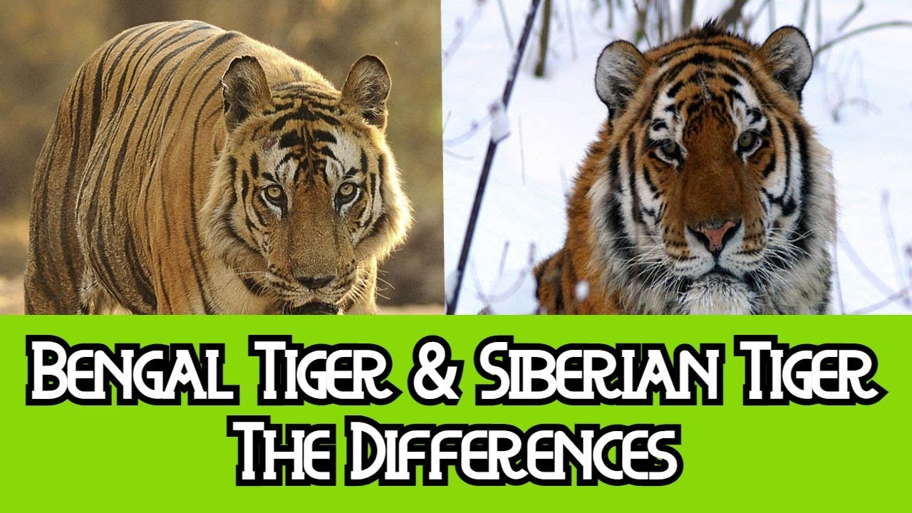 What is the difference between a Bengal tiger and a Siberian tiger?