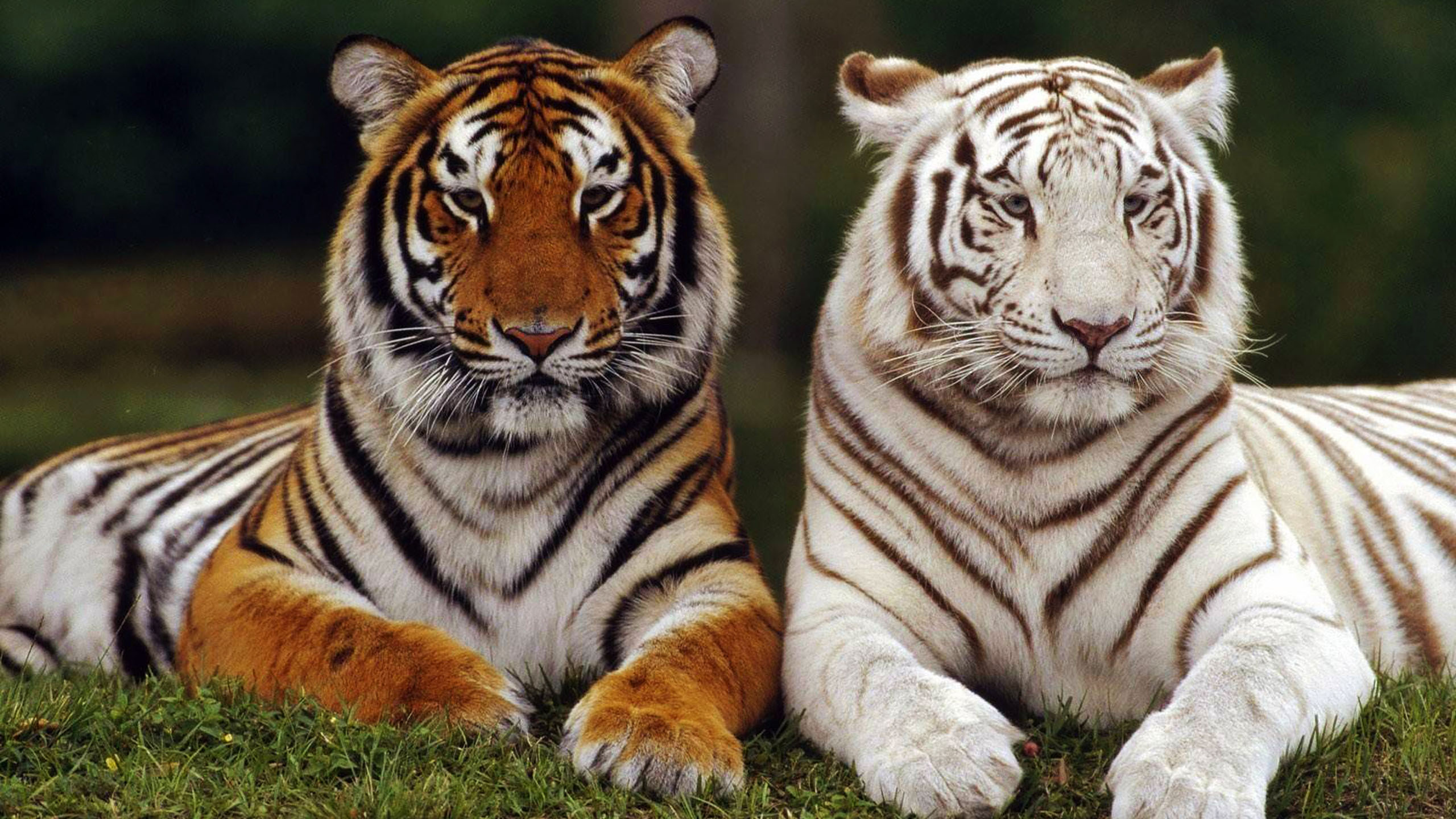 What is the difference between a Bengal tiger and a white tiger?