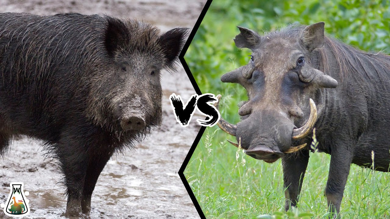 What is the difference between a boar and a hog?