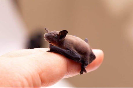 What is the difference between a bumblebee bat and a shrew?