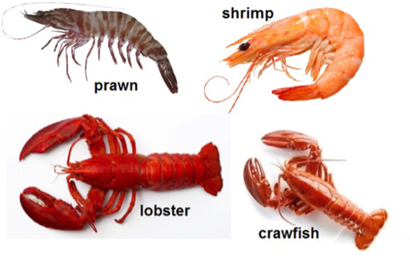 What is the difference between a crayfish and a shrimp?