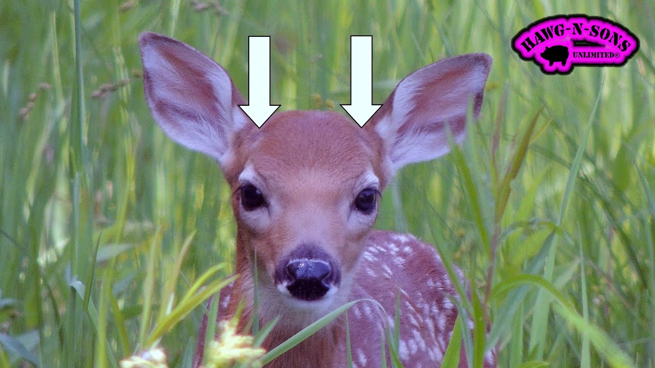 What is the difference between a fawn and a buck?