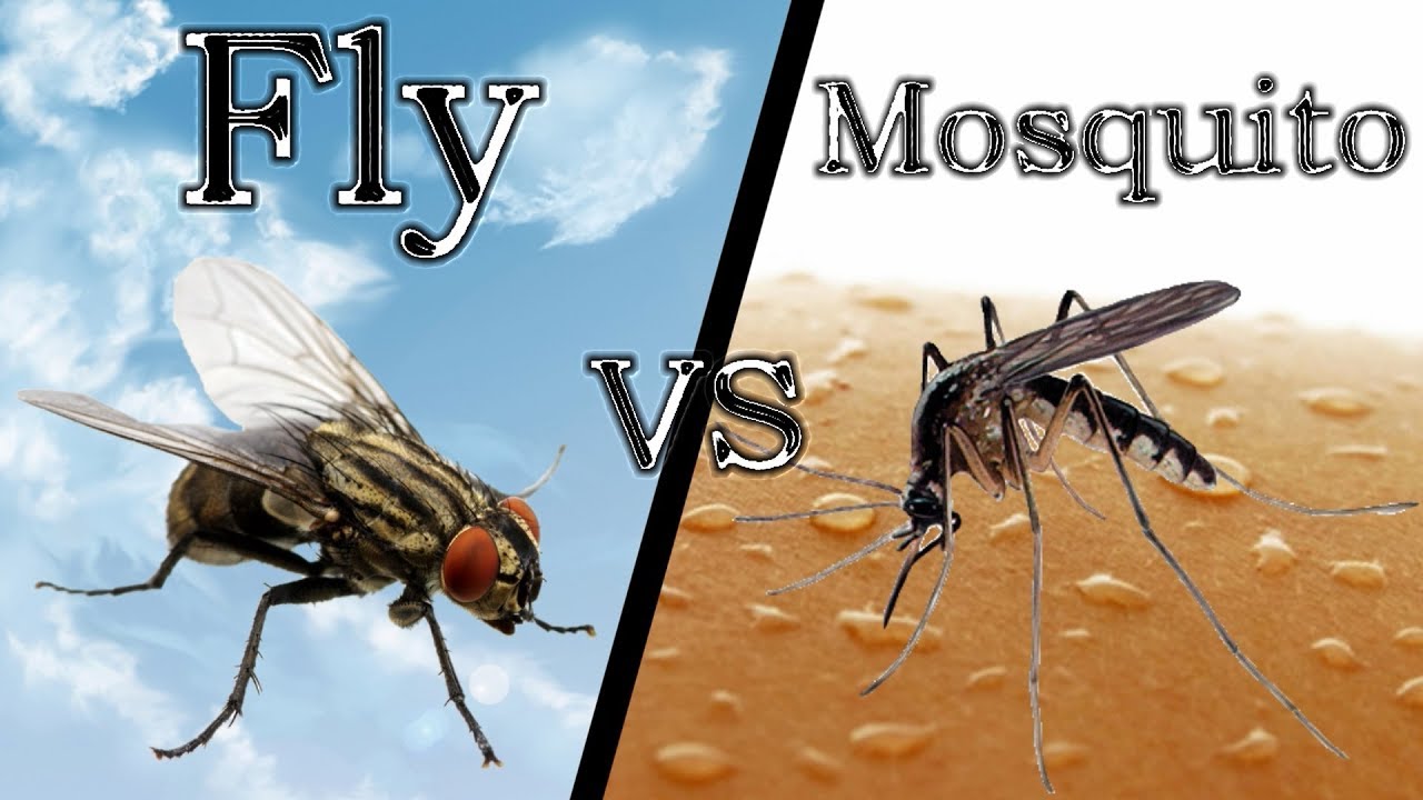 What is the difference between a fly and a mosquito?