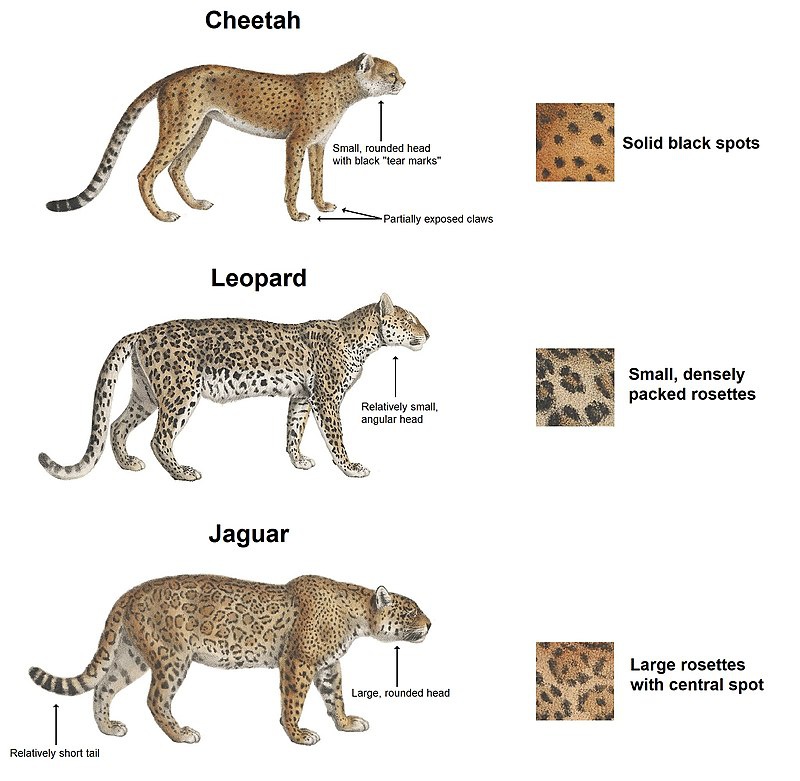 What is the difference between a Jaguar and a cheetah?