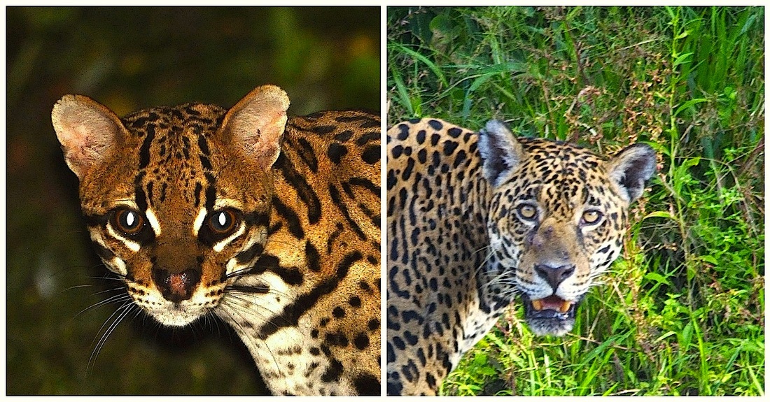 What is the difference between a Jaguar and an ocelot?