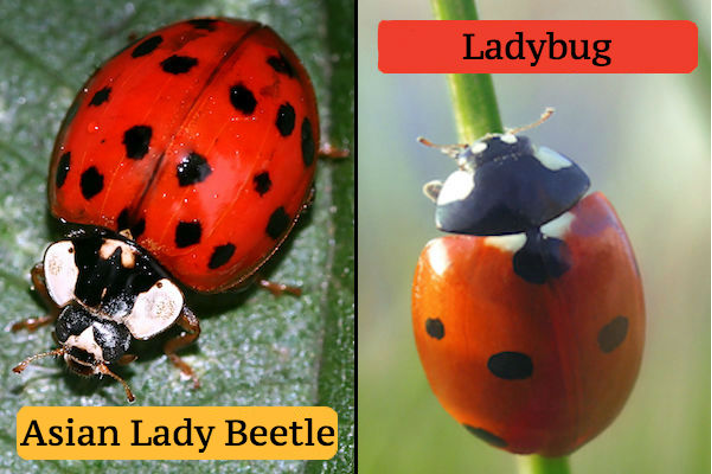 What is the difference between a ladybug and an Asian lady beetle?
