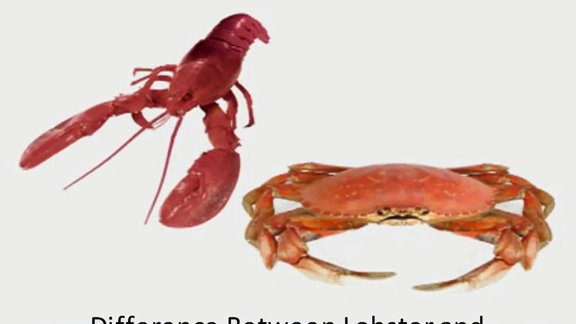 What is the difference between a lobster and a crab?