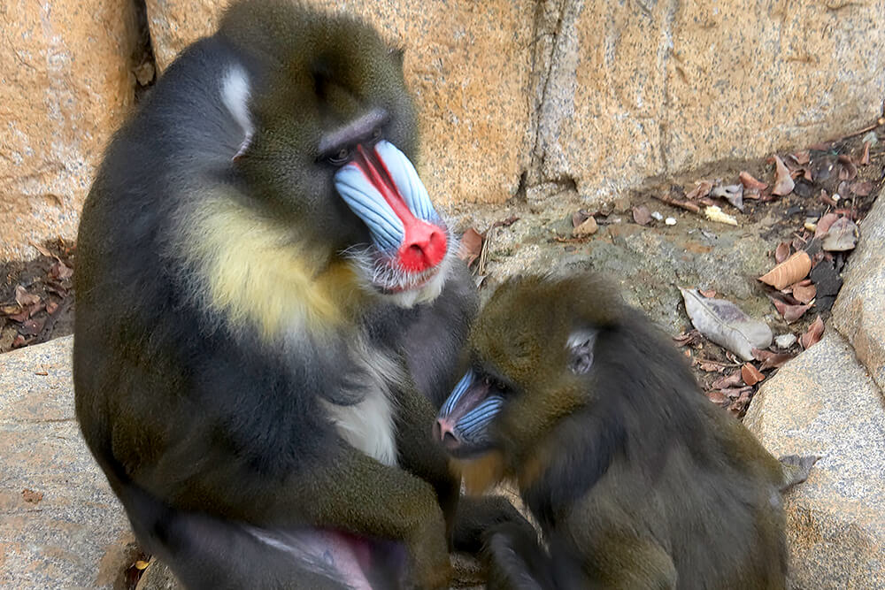 What is the difference between a male and a female mandrill?