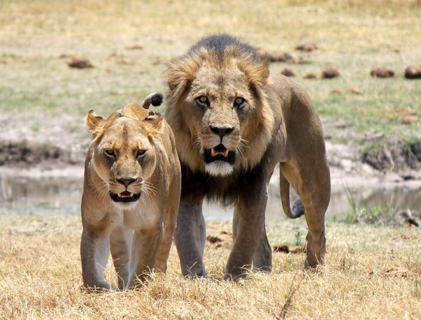 What is the difference between a male and female lion?