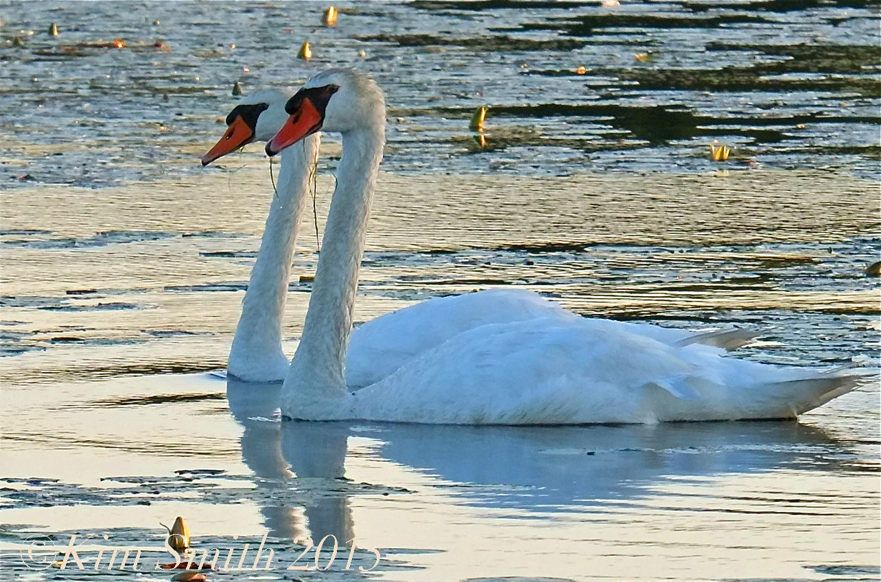 What is the difference between a male and female swan?