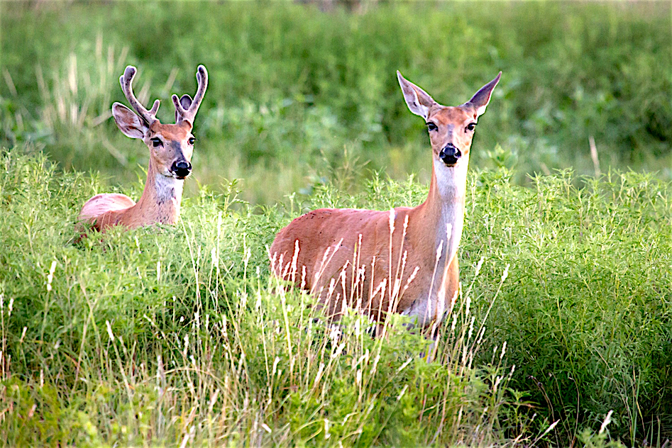 What is the difference between a male and female whitetail deer?