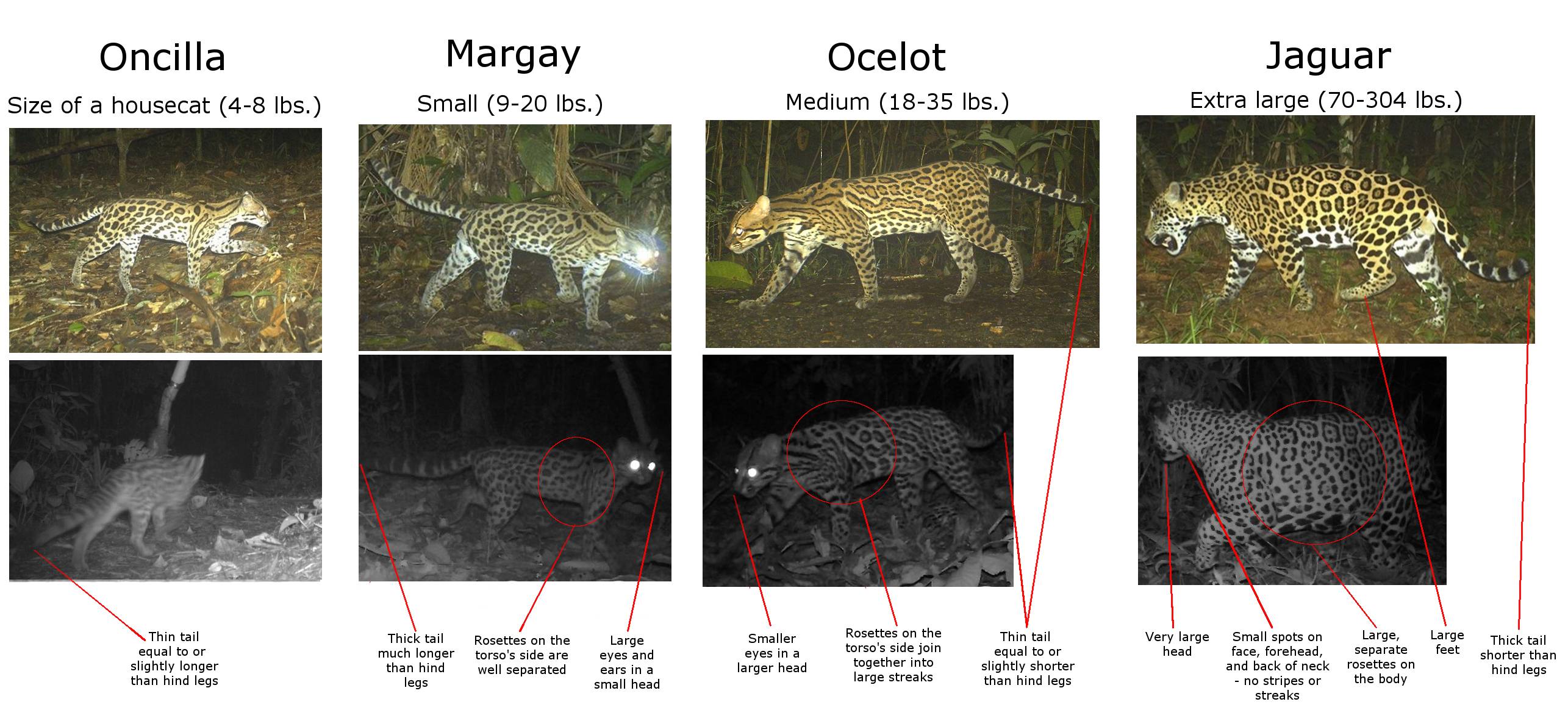 What is the difference between a margay and an ocelot?