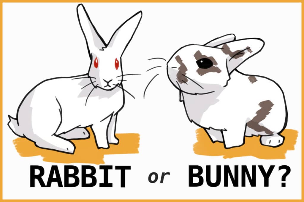 What is the difference between a rabbit and a baby rabbit?