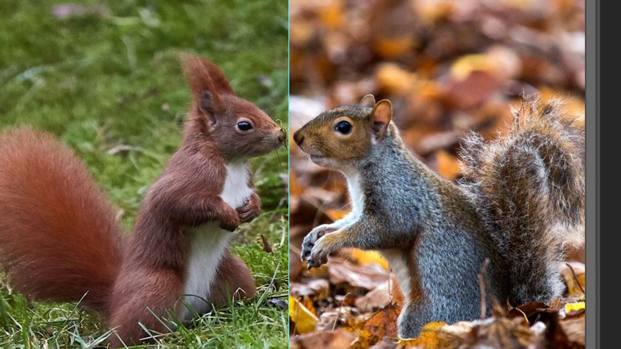 What is the difference between a red squirrel and a grey squirrel?