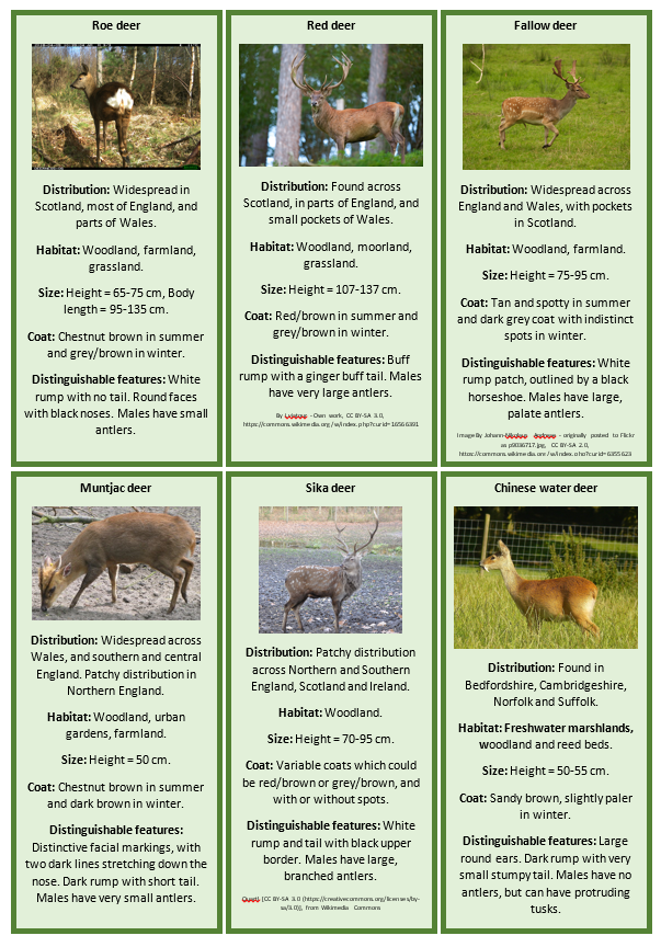What is the difference between a roe deer and a Sika deer?