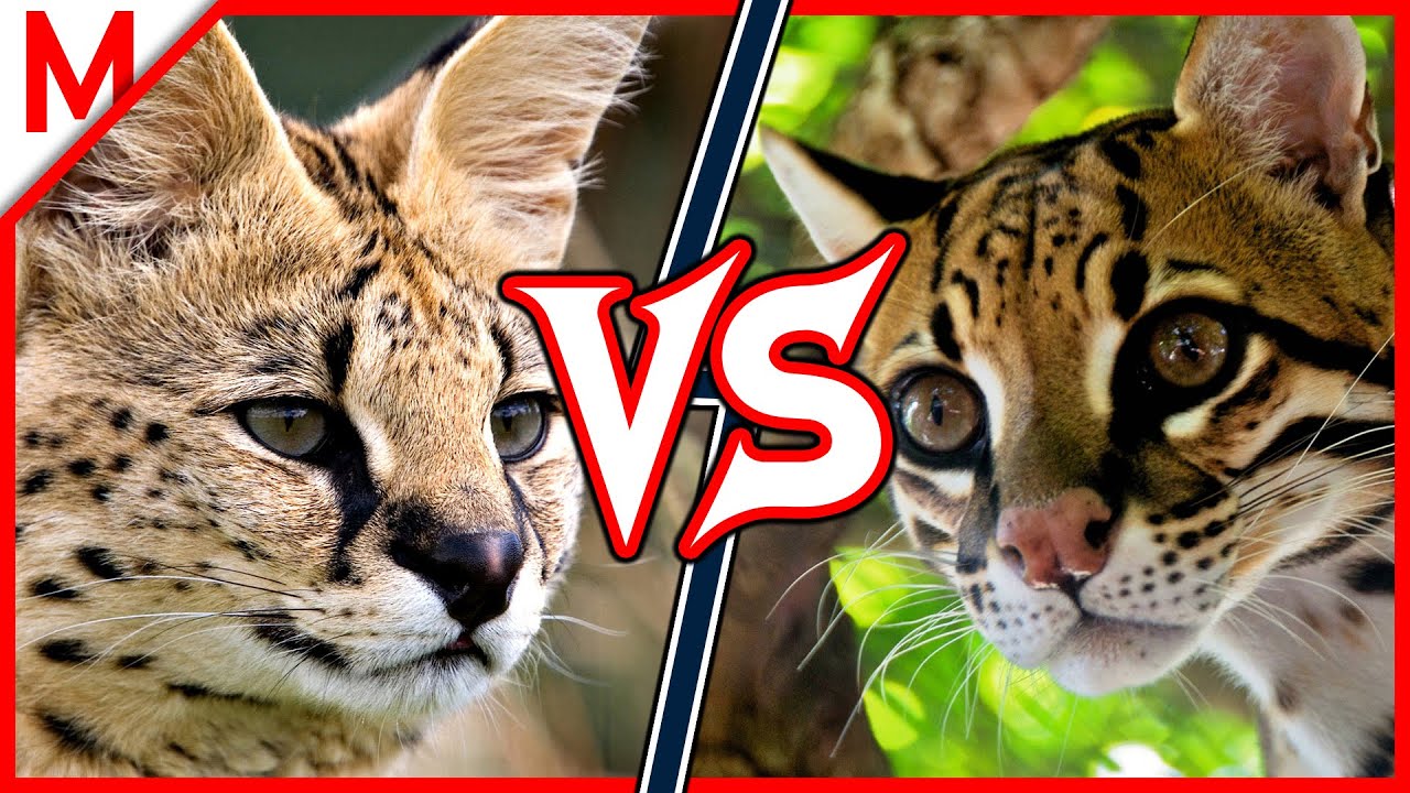 What is the difference between a serval and an ocelot?