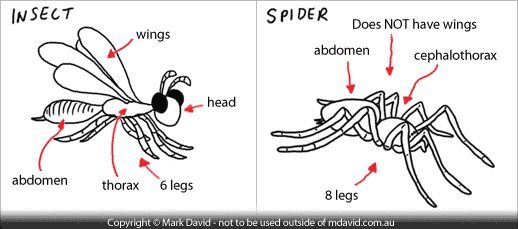 What is the difference between a spider and insect?