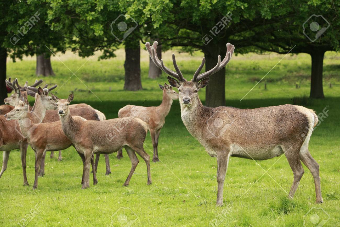 What is the difference between a stag herd and a herd?