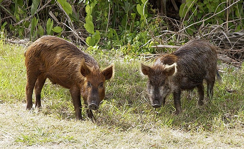 What is the difference between a swine and a hog?