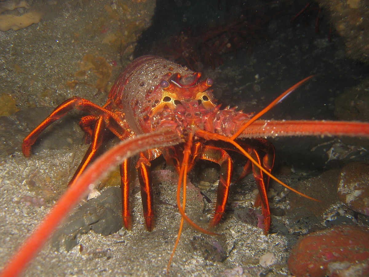 What is the difference between a true lobster and a spiny lobster?
