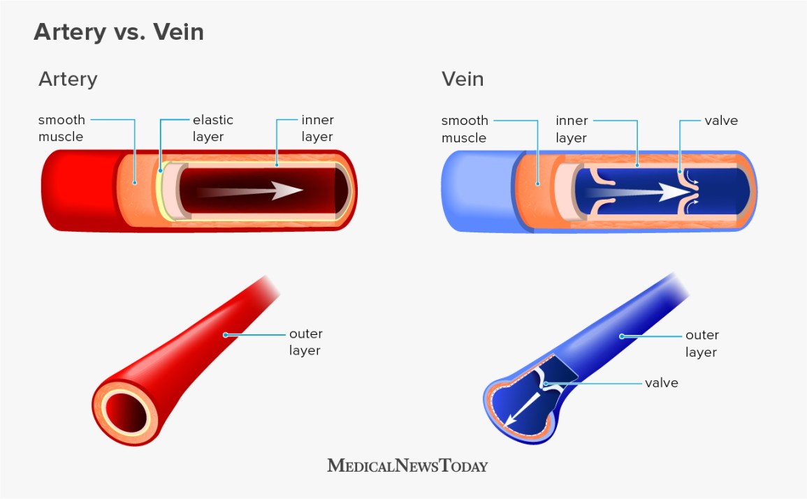 What is the difference between an artery and a vein?