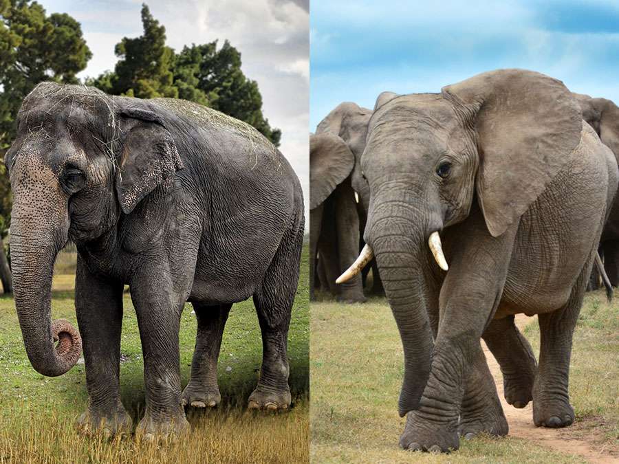 What is the difference between an elephant and an elephant bull?