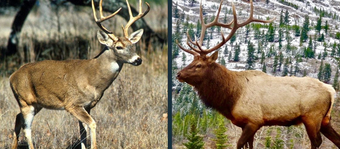 What is the difference between an elk and a buck?