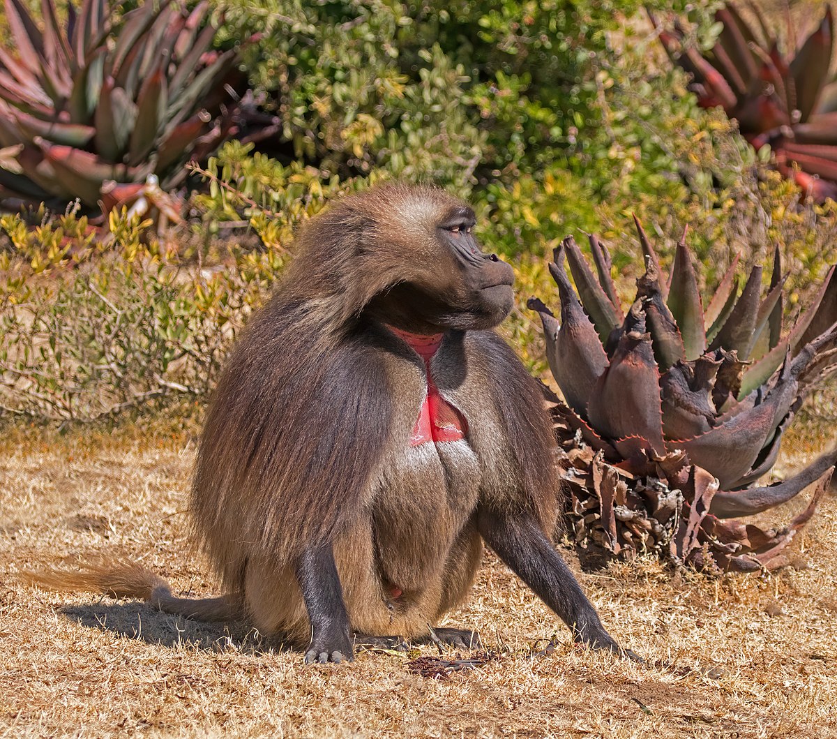 What is the difference between baboon and gelada?