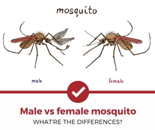 What is the difference between big and small mosquitoes?