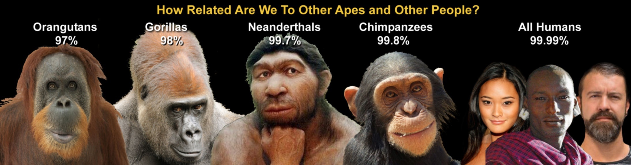 What is the difference between chimpanzees and Homo sapiens?