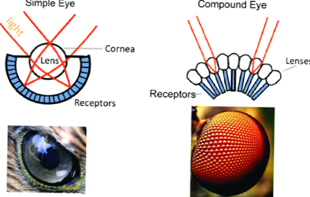 What is the difference between compound eyes and simple eyes?